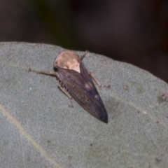 Brunotartessus fulvus (Yellow-headed Leafhopper) at Gossan Hill - 30 Oct 2023 by AlisonMilton