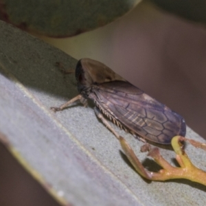 Brunotartessus fulvus at Bruce Ridge to Gossan Hill - 30 Oct 2023