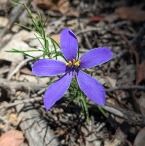 Cheiranthera linearis at Rosewood, NSW - 10 Nov 2023