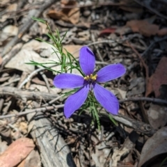 Cheiranthera linearis at Rosewood, NSW - 10 Nov 2023