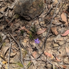 Cheiranthera linearis at Rosewood, NSW - 10 Nov 2023