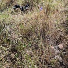 Wahlenbergia stricta subsp. stricta at The Pinnacle - 7 Nov 2023 09:48 AM