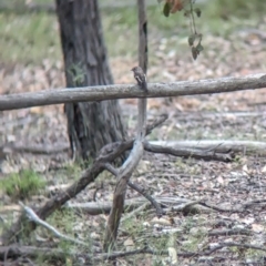 Petroica phoenicea (Flame Robin) at Rosewood, NSW - 10 Nov 2023 by Darcy