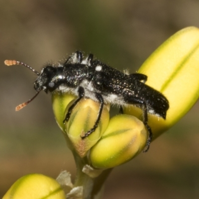 Eleale simplex (Clerid beetle) at Bruce, ACT - 30 Oct 2023 by AlisonMilton