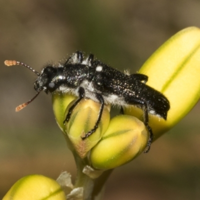 Eleale simplex (Clerid beetle) at Bruce Ridge to Gossan Hill - 30 Oct 2023 by AlisonMilton