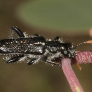 Eleale simplex at Bruce Ridge to Gossan Hill - 30 Oct 2023