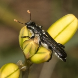 Eleale simplex at Bruce Ridge to Gossan Hill - 30 Oct 2023