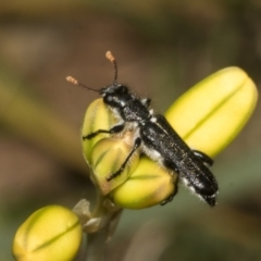 Eleale simplex at Bruce Ridge to Gossan Hill - 30 Oct 2023