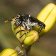 Eleale simplex at Bruce Ridge to Gossan Hill - 30 Oct 2023