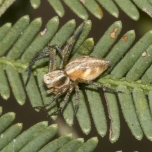 Oxyopes sp. (genus) at Gossan Hill - 30 Oct 2023