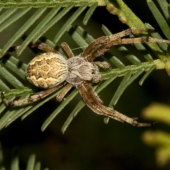 Salsa fuliginata (Sooty Orb-weaver) at Bruce Ridge to Gossan Hill - 30 Oct 2023 by AlisonMilton