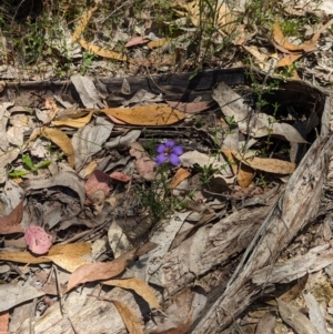 Cheiranthera linearis at Rosewood, NSW - 10 Nov 2023