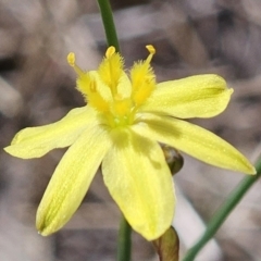 Tricoryne elatior (Yellow Rush Lily) at Belconnen, ACT - 7 Nov 2023 by sangio7