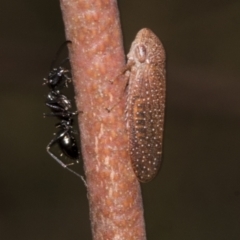 Rhotidoides punctivena (Leafhopper) at Bruce Ridge to Gossan Hill - 30 Oct 2023 by AlisonMilton