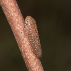 Rhotidoides punctivena at Bruce Ridge to Gossan Hill - 30 Oct 2023 02:11 PM