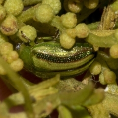 Calomela juncta (Leaf beetle) at Gossan Hill - 30 Oct 2023 by AlisonMilton