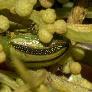 Calomela juncta at Bruce Ridge to Gossan Hill - 30 Oct 2023