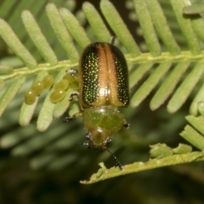 Calomela parilis (Leaf beetle) at Gossan Hill - 30 Oct 2023 by AlisonMilton