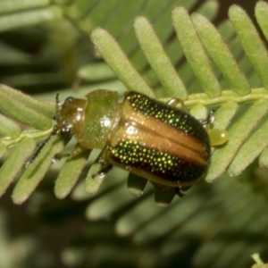 Calomela parilis at Bruce Ridge to Gossan Hill - 30 Oct 2023