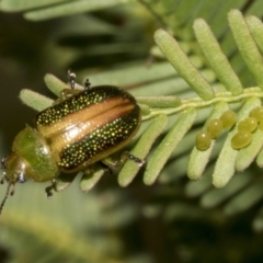 Calomela parilis at Bruce Ridge to Gossan Hill - 30 Oct 2023