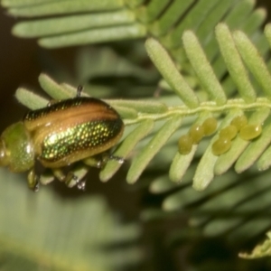 Calomela parilis at Bruce Ridge to Gossan Hill - 30 Oct 2023