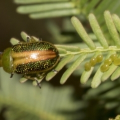 Calomela parilis at Bruce Ridge to Gossan Hill - 30 Oct 2023