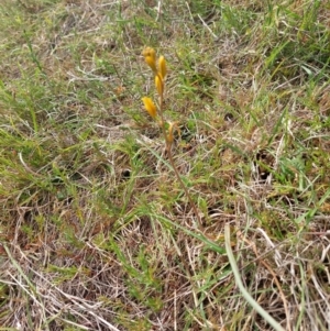 Bulbine bulbosa at Mount Taylor - 11 Nov 2023 03:35 PM