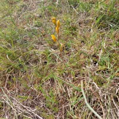 Bulbine bulbosa (Golden Lily, Bulbine Lily) at Mount Taylor - 11 Nov 2023 by Venture