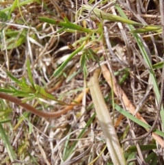 Bulbine bulbosa at Mount Taylor - 11 Nov 2023