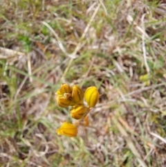 Bulbine bulbosa at Mount Taylor - 11 Nov 2023