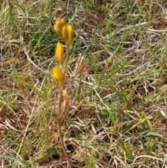 Bulbine bulbosa at Mount Taylor - 11 Nov 2023