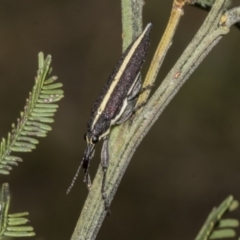 Rhinotia suturalis (Belid weevil) at Bruce Ridge to Gossan Hill - 30 Oct 2023 by AlisonMilton