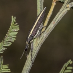 Rhinotia suturalis (Belid weevil) at Gossan Hill - 30 Oct 2023 by AlisonMilton