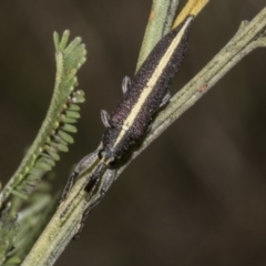 Rhinotia suturalis at Gossan Hill - 30 Oct 2023