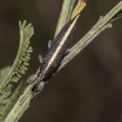 Rhinotia suturalis at Gossan Hill - 30 Oct 2023 01:49 PM