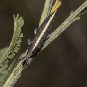 Rhinotia suturalis at Gossan Hill - 30 Oct 2023