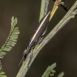 Rhinotia suturalis at Gossan Hill - 30 Oct 2023 01:49 PM