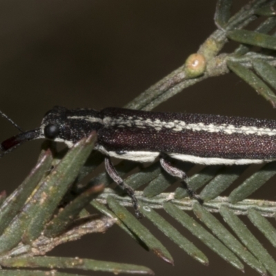 Rhinotia sp. in brunnea-group (A belid weevil) at Gossan Hill - 30 Oct 2023 by AlisonMilton