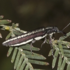 Rhinotia sp. in brunnea-group at Gossan Hill - 30 Oct 2023