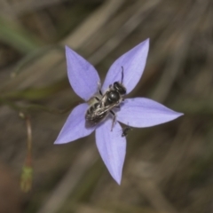 Lasioglossum (Chilalictus) lanarium (Halictid bee) at Bruce Ridge to Gossan Hill - 30 Oct 2023 by AlisonMilton