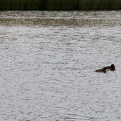 Oxyura australis (Blue-billed Duck) at Nimmitabel, NSW - 9 Nov 2023 by KMcCue