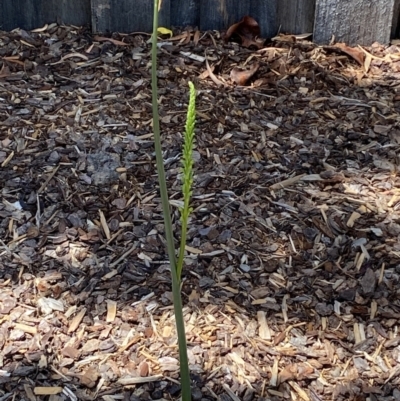 Microtis parviflora (Slender Onion Orchid) at QPRC LGA - 11 Nov 2023 by SteveBorkowskis