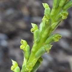 Microtis parviflora at QPRC LGA - 11 Nov 2023