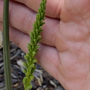 Microtis parviflora at QPRC LGA - 11 Nov 2023