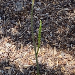 Microtis parviflora at QPRC LGA - 11 Nov 2023