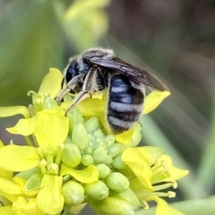 Lasioglossum (Chilalictus) sp. (genus & subgenus) (Halictid bee) at Molonglo Valley, ACT - 11 Nov 2023 by SteveBorkowskis