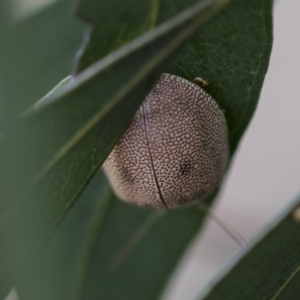 Paropsis atomaria at Hawker, ACT - 5 Nov 2023