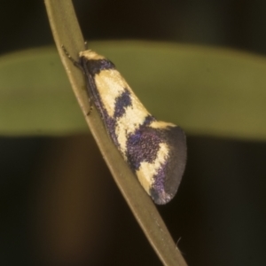 Olbonoma triptycha at Scullin, ACT - 5 Nov 2023 11:26 AM