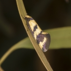 Olbonoma triptycha at Scullin, ACT - 5 Nov 2023 11:26 AM