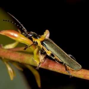 Chauliognathus lugubris at Hawker, ACT - 5 Nov 2023 11:34 AM